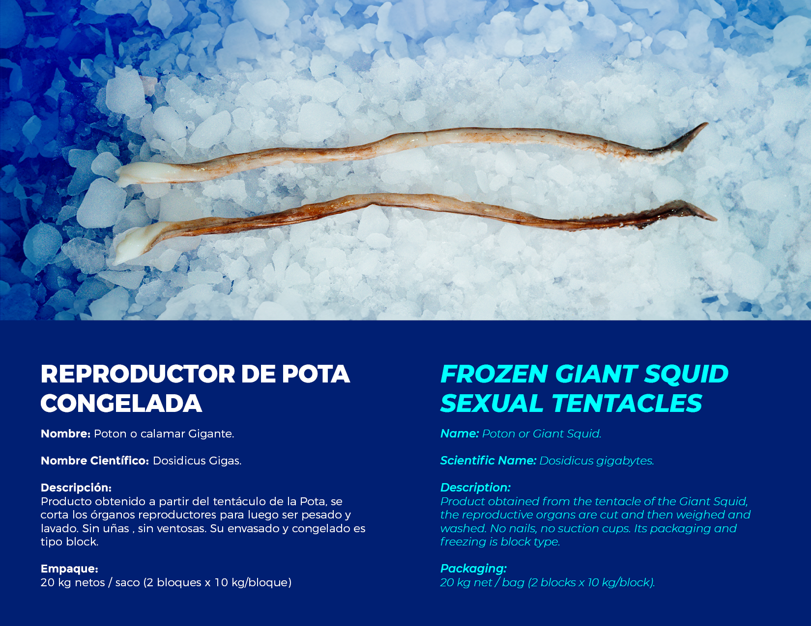 brochure 1